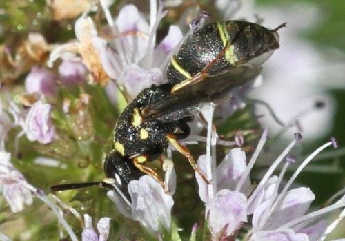 Réf. 208 707 : Leptochilus regulus